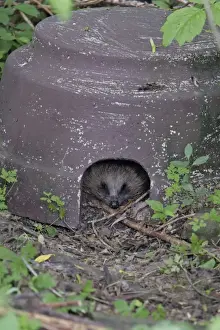 Crepuscular Prints: Hedgehog - sleeping in artifical shelter, in garden, Lower Saxony, Germany