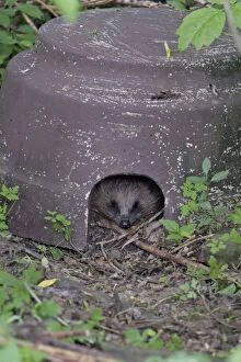Hedgehog - sleeping in artifical shelter, in garden
