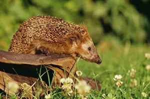 Logs Prints: Hedgehog SM 1606 Erinaceus europaeus © Stefan Meyers / ardea. com