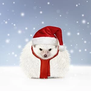 Hedgehog snowman wearing Christmas hat in winter snow