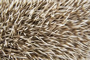Images Dated 24th March 2009: Hedgehog spines ' blonde '