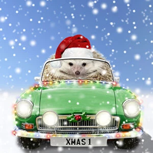 Images Dated 25th May 2021: Hedgehog in sports car driving through Christmas snow