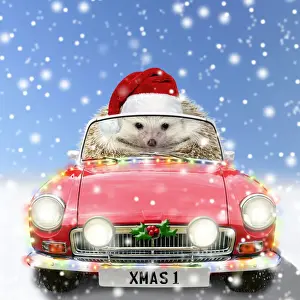Hedgehog in sports car driving through Christmas snow
