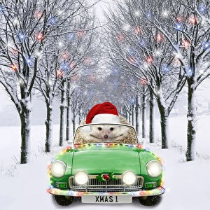 Avenue Gallery: Hedgehog in sports car driving down tree-lined avenue with Christmas lights Date: 08-01-2010