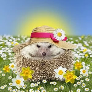 Hedgehog in spring flowers wearing an Easter bonnet