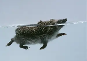 Insectivore Prints: Hedgehog - swimming