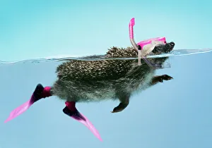 Clothes Collection: Hedgehog - swimming in mask anorkel & flippers Digital Manipulation: JD mask & snorkel
