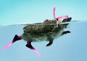 Quirky Prints: Hedgehog - swimming in mask anorkel & flippers Digital Manipulation: JD mask & snorkel