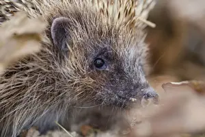 Spine Prints: Hedgehog - UK