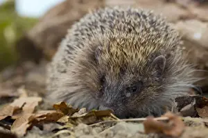 Hedgehog - UK