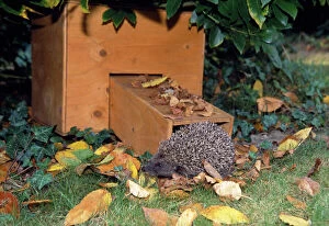 Images Dated 15th November 2005: Hedgehog - visiting hibernation box
