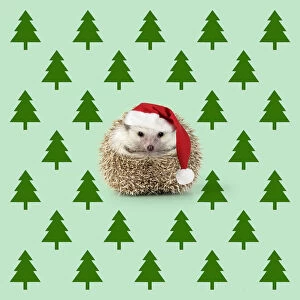 Hedgehog wearing Christmas hat with Christmas tree
