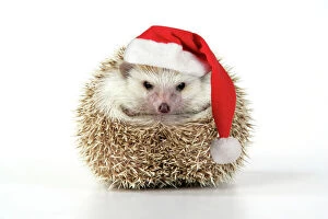 Quirky Collection: Hedgehog - wearing Christmas hat Digital Manipulation: Hat JD