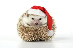 Funny Prints: Hedgehog - wearing Christmas hat Digital Manipulation: Hat JD