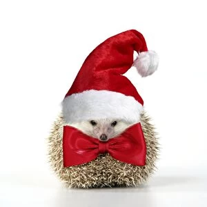Insectivores Gallery: Hedgehog wearing Christmas hat and red bow tie Digital