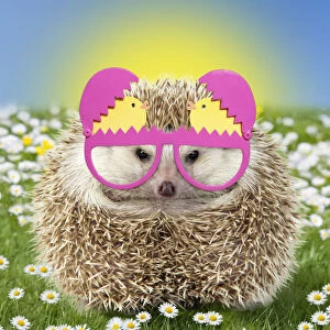 Hedgehog wearing Easter glasses in spring scene with daisies