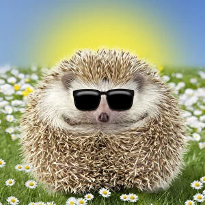 Hedgehogs Gallery: Hedgehog wearing Easter sunglasses in spring
