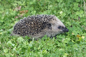 Images Dated 19th September 2008: Hedgehog - young animal on garden lawn, Lower Saxony, Germany