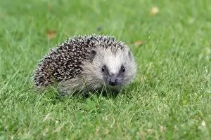 Hedgehog - young animal on garden lawn