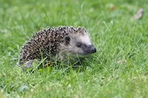 Images Dated 19th September 2008: Hedgehog - young animal on garden lawn, Lower Saxony, Germany