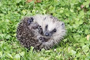 Insectivores Gallery: Hedgehog - young animal uncurling on garden lawn