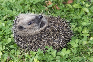Images Dated 19th September 2008: Hedgehog - young animal uncurling on garden lawn, Lower Saxony, Germany