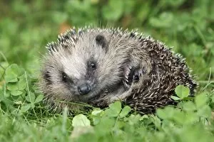 Images Dated 19th September 2008: Hedgehog - young animal uncurling on garden lawn, Lower Saxony, Germany