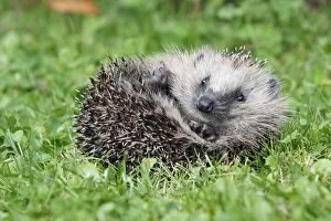 Hedgehog - young animal uncurling on garden lawn