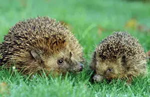 Insectivore Prints: Hedgehogs - Female and juvenile in grass