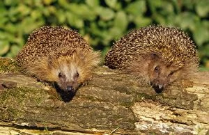 HEDGEHOGS - two look over log