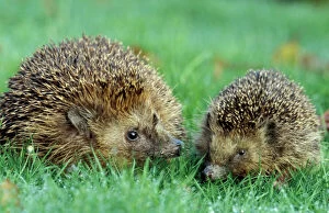 Hedgehogs - Mother and young in grass