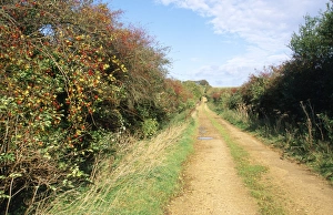Images Dated 23rd March 2007: Hedgerow Breckland Lane, Norfolk, UK