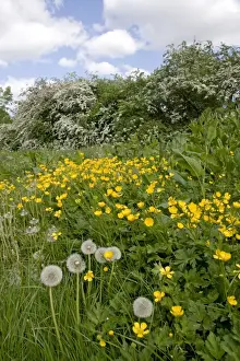 Hedgerows Prints: Hedgerow flowers - Buttercups & Dandelions - UK