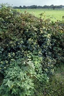 Images Dated 23rd March 2007: Hedgerow - with Ivy, Bramble, Nettle