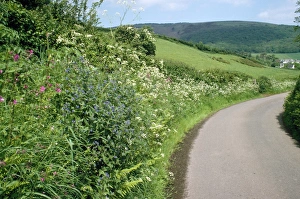 Images Dated 23rd March 2007: Hedgerow - roadside bank, with Alkaline Cow Parsley, Red Compion. Bratton, Somerset, UK