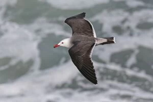 Heermanns Gull