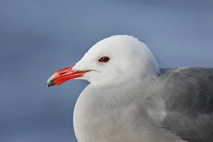Images Dated 9th January 2007: Heermann's Gull