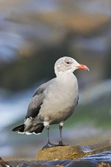 Images Dated 9th January 2007: Heermann's Gull