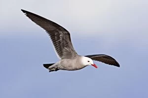 Heermanns Gull, adult in flight