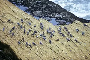 Heermanns Prints: Heermann's Gull - Adult and juvenile gulls on shore