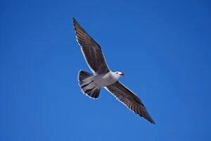 Images Dated 2nd March 2008: Heermann's Gull - Adult - Soaring - Sonora Mexico