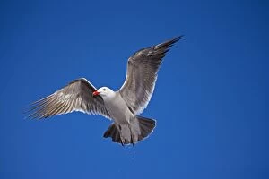 Heermanns Gull - adult - Taking off