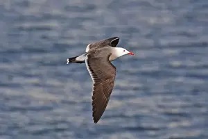 Heermanns Prints: Heermann's Gull, Larus heermanni, adult in flight. Nayarit Mexico in April