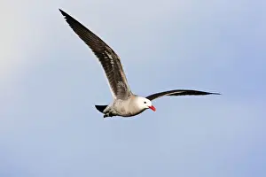 Heermann's Gull, Larus heermanni, adult in flight. Nayarit Mexico in April