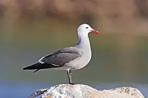 Heermann's Gull, Larus heermanni, adult. Nayarit Mexico in April