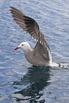 Heermanns Gull - in water