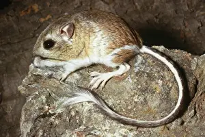Rats Prints: Heermann's Kangaroo Rat Desert regions of California, USA