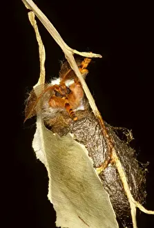 Cocoon Prints: Helena moth - emerging from a hole scratched in the softened cocoon wall by projections on the moths shoulder