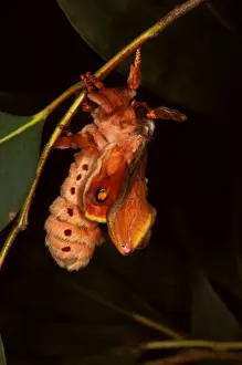 Helena moth - female unfolding wings after emerging from the cocoon