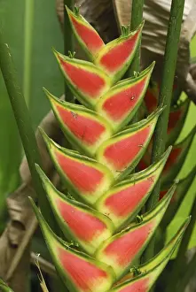 Heliconia Prints: Heliconia Flower Bastimentos National Park Bocas del Toro, Panama